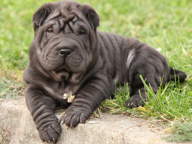 Mini chinese shar hot sale pei for sale